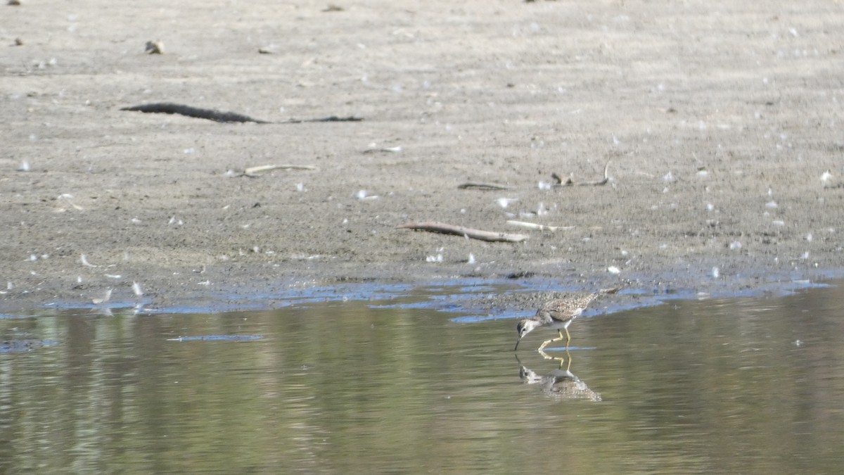 Wood Sandpiper - ML616096662