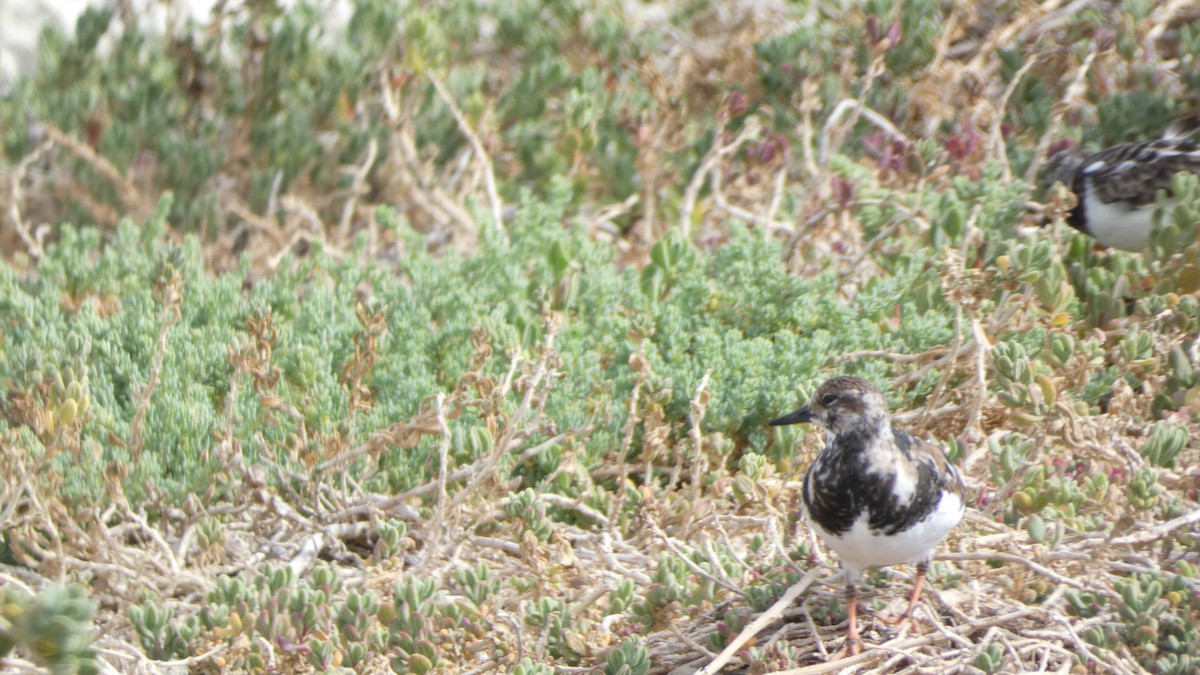 Ruddy Turnstone - ML616096676