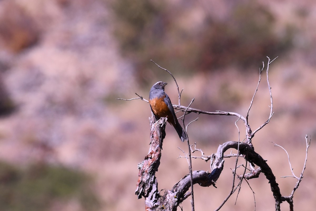 Rufous-bellied Mountain Tanager - Christian Engel