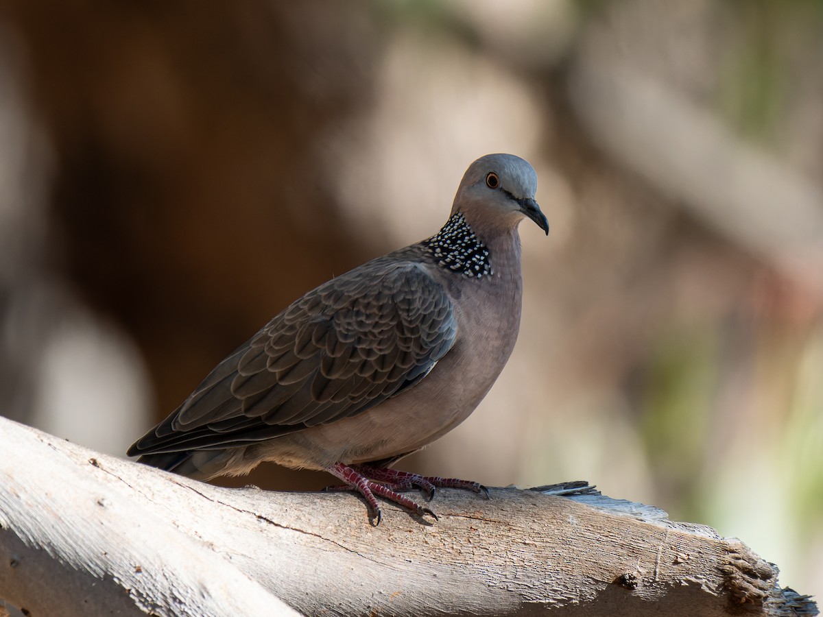 Spotted Dove - Ed Rice