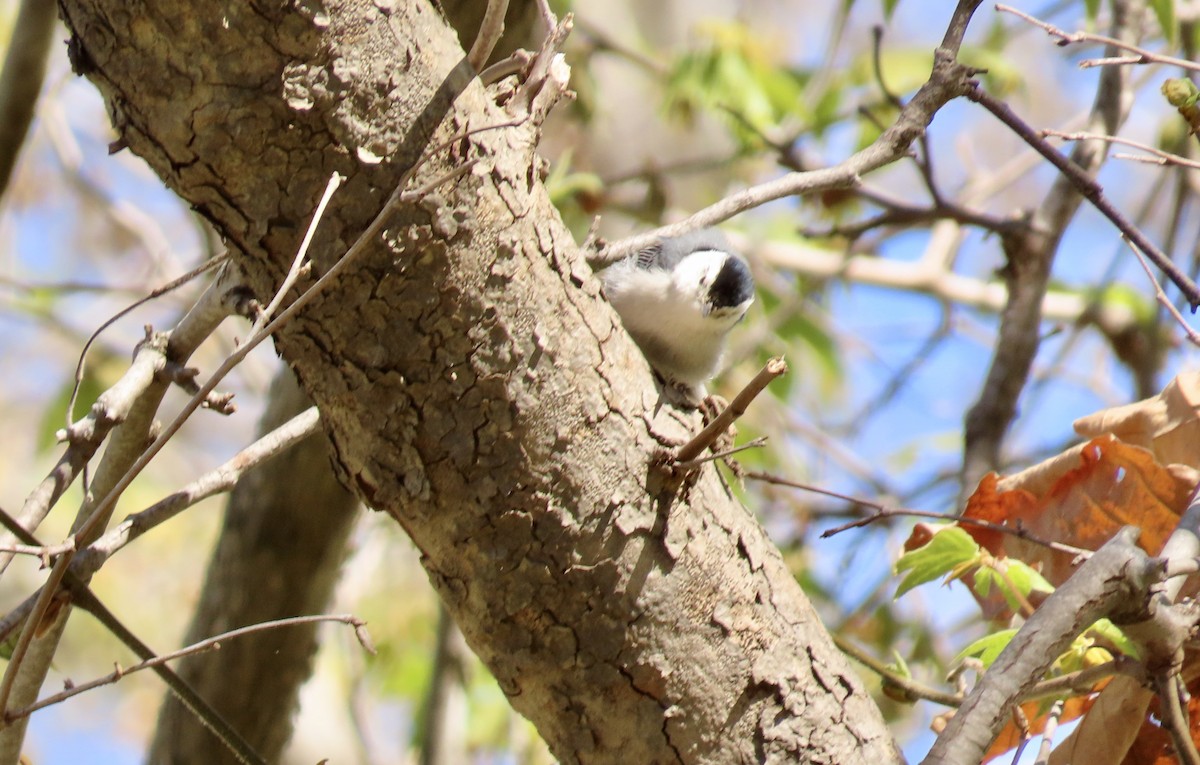 White-breasted Nuthatch - ML616096764