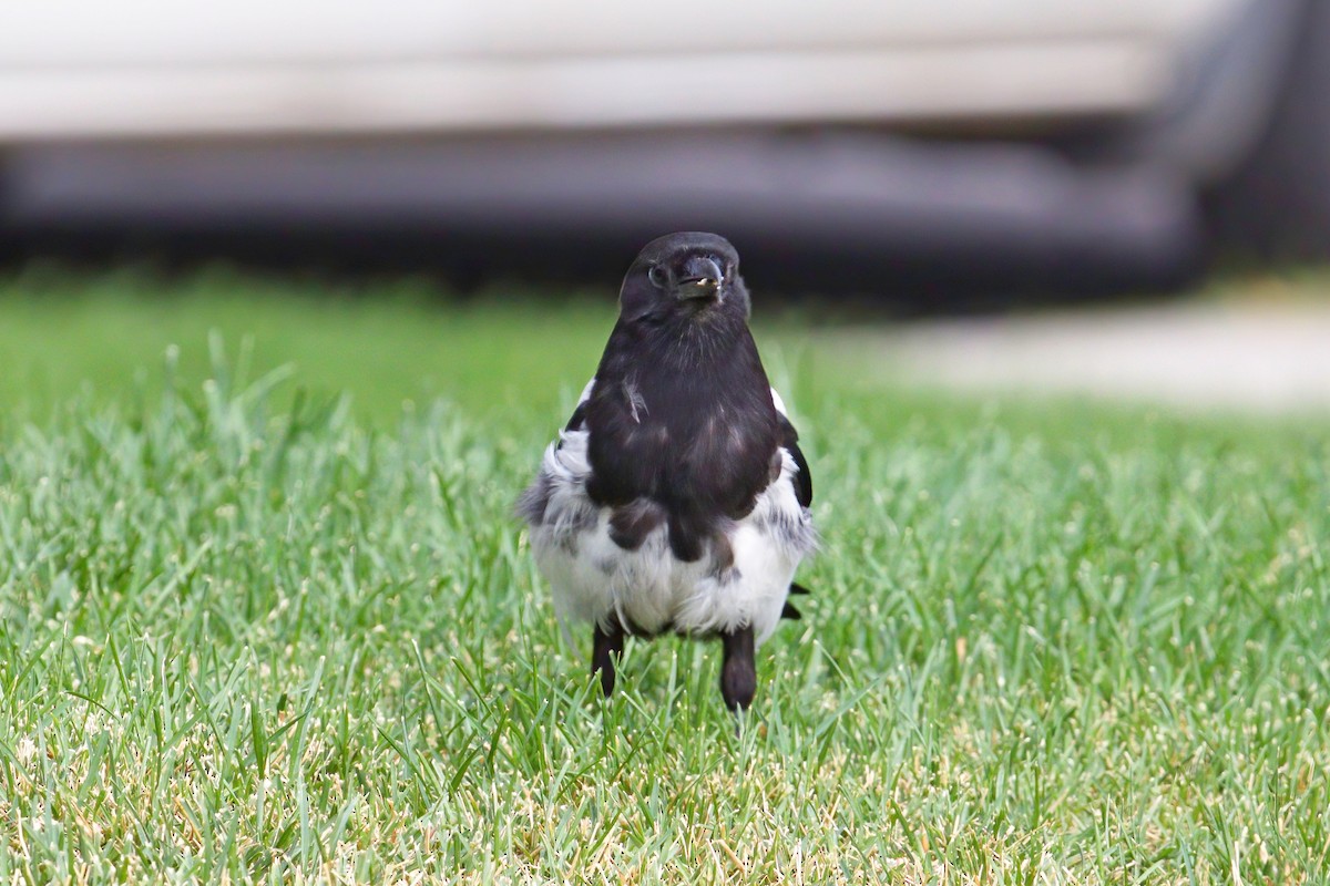 Black-billed Magpie - Leonardo Rassu