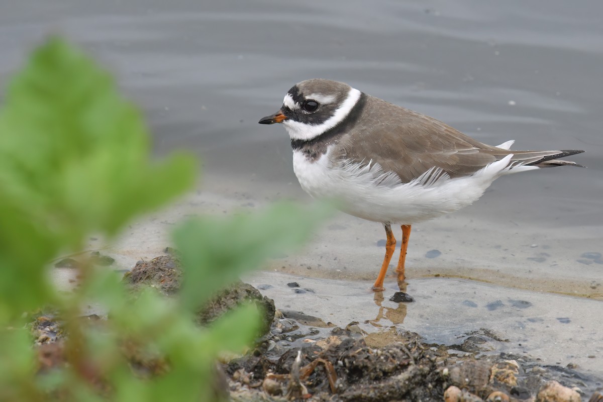 Common Ringed Plover - ML616096822