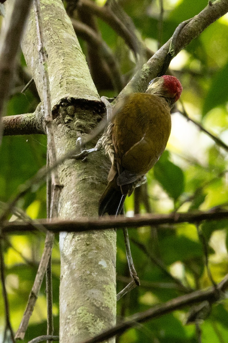 Stripe-cheeked Woodpecker - ML616096852