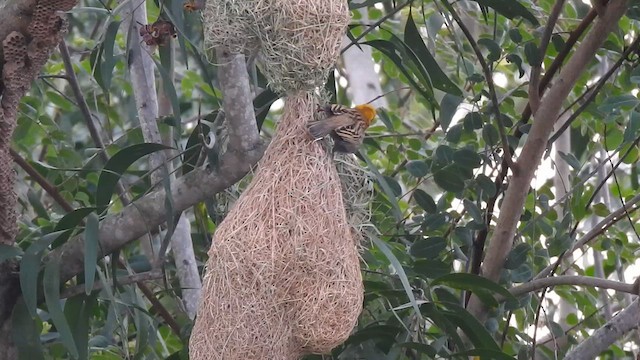 Baya Weaver - ML616096966