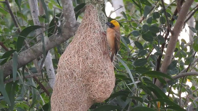 Baya Weaver - ML616096970