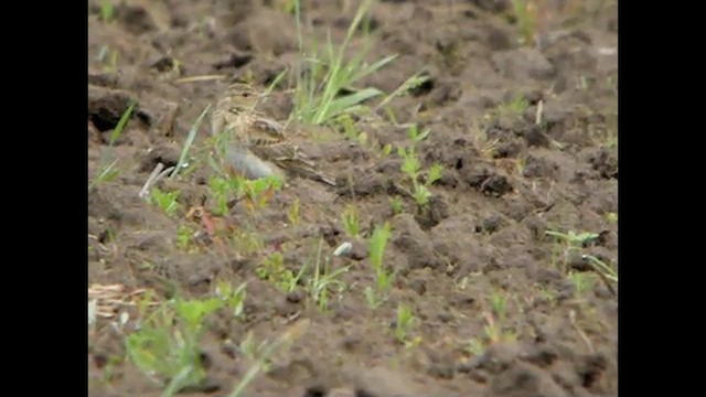 Eurasian Skylark (European) - ML616097031