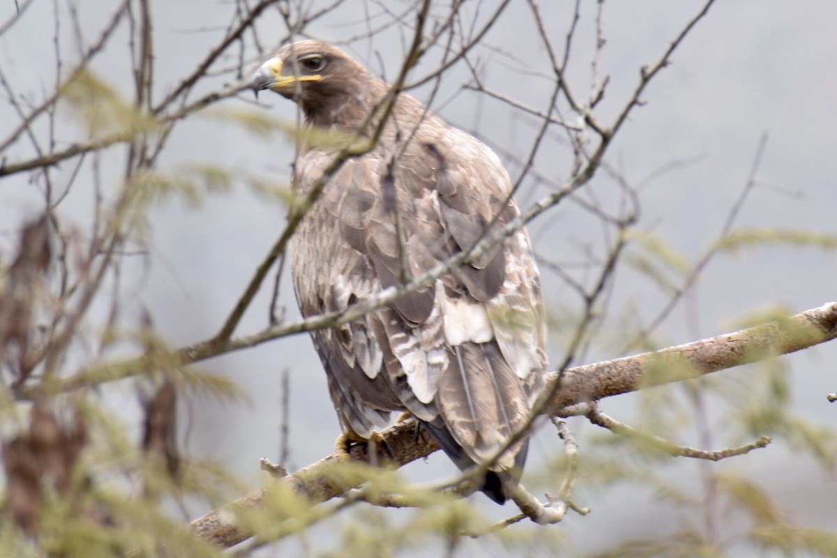 Steppe Eagle - ML616097032