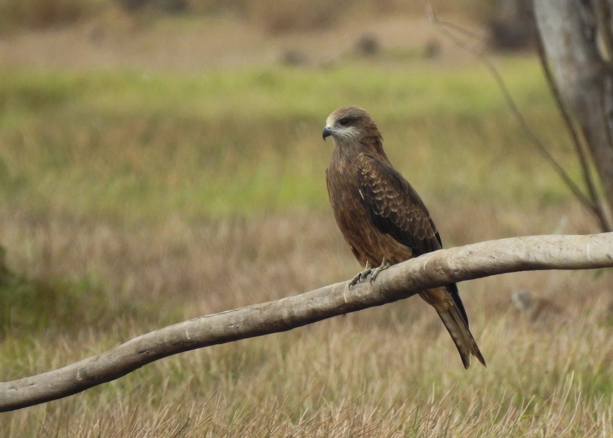 Black Kite - ML616097049