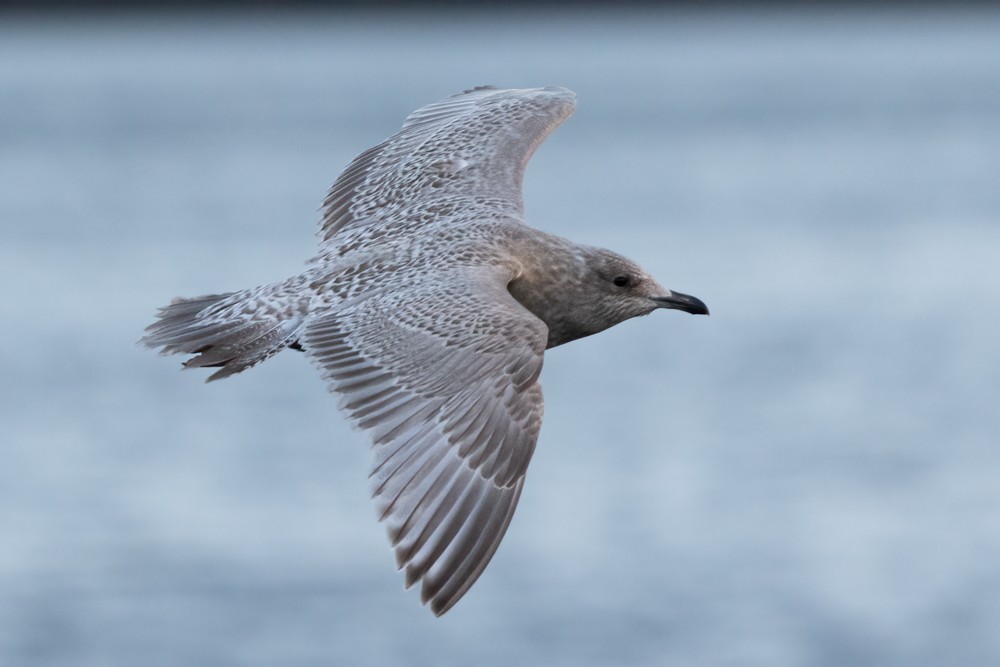 Goéland arctique (thayeri/kumlieni) - ML616097183