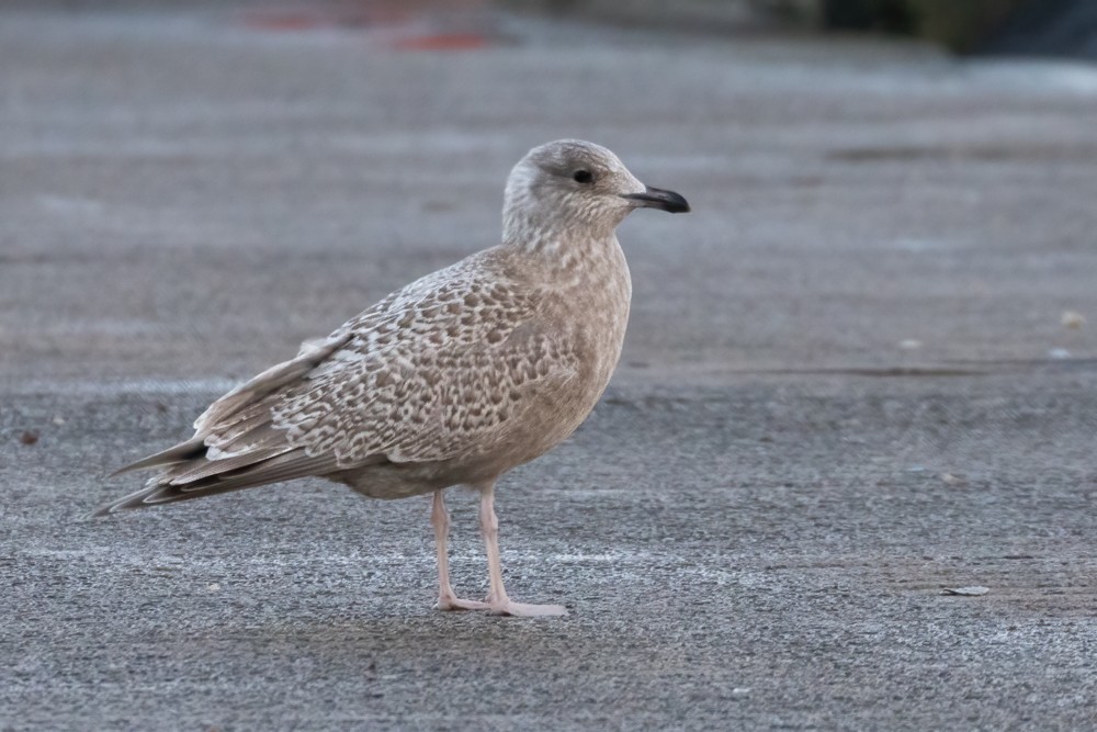 Goéland arctique (thayeri/kumlieni) - ML616097184