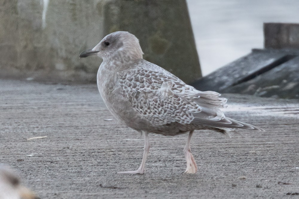 Goéland arctique (thayeri/kumlieni) - ML616097185