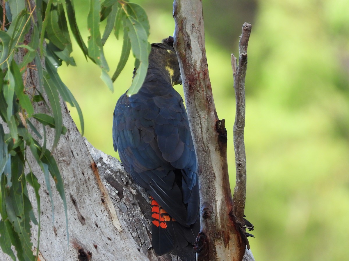 brunkakadu - ML616097192
