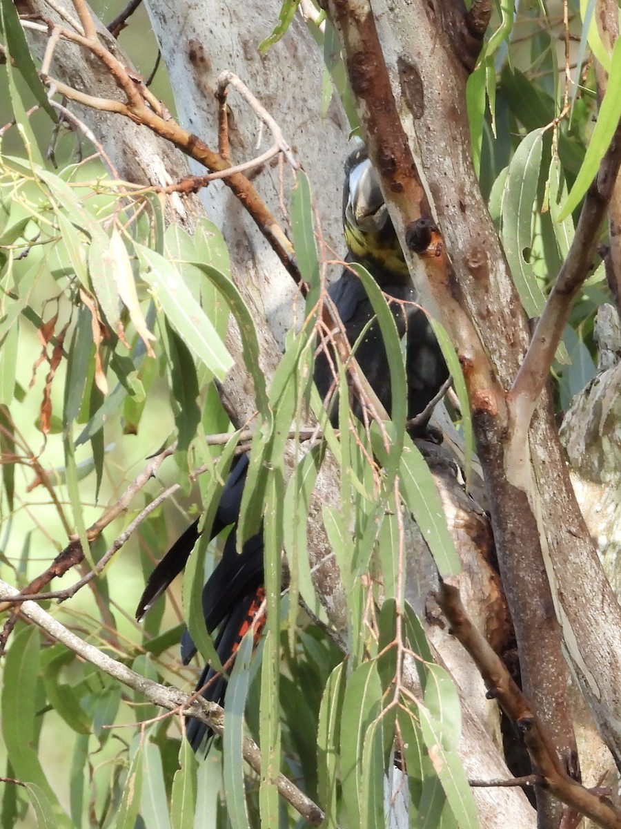 brunkakadu - ML616097193