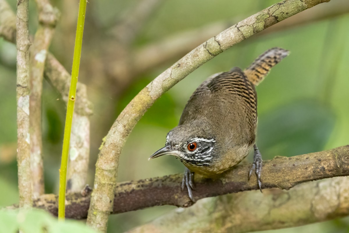 Stripe-throated Wren - ML616097205