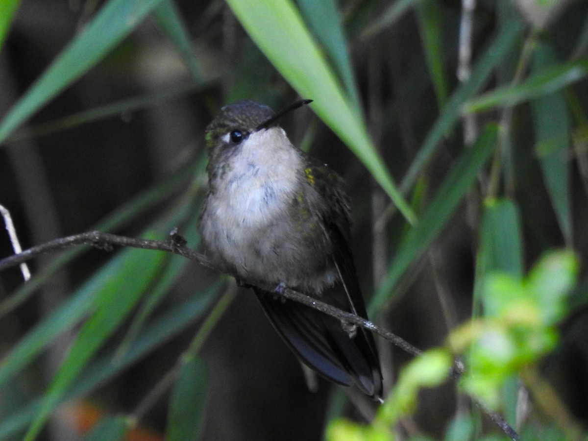 kolibřík haitský - ML616097209