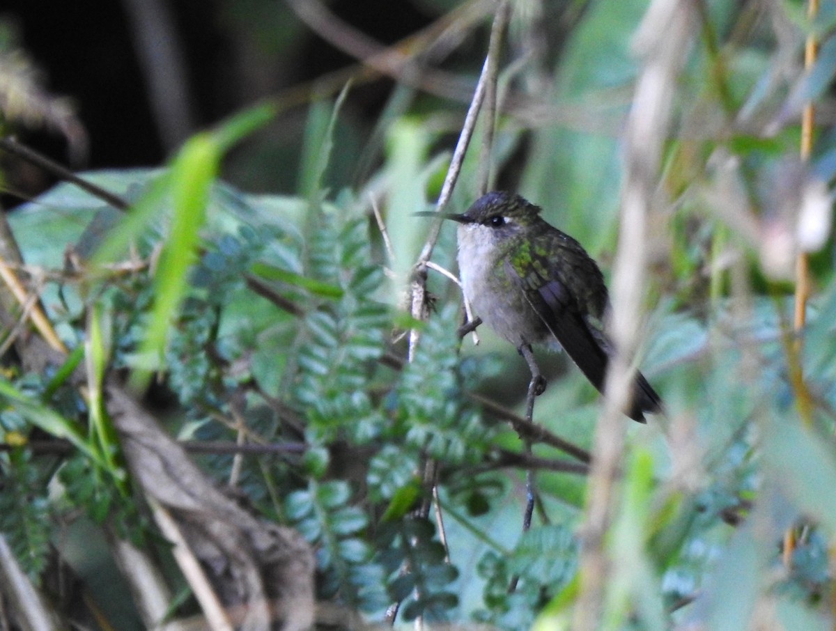 kolibřík haitský - ML616097210