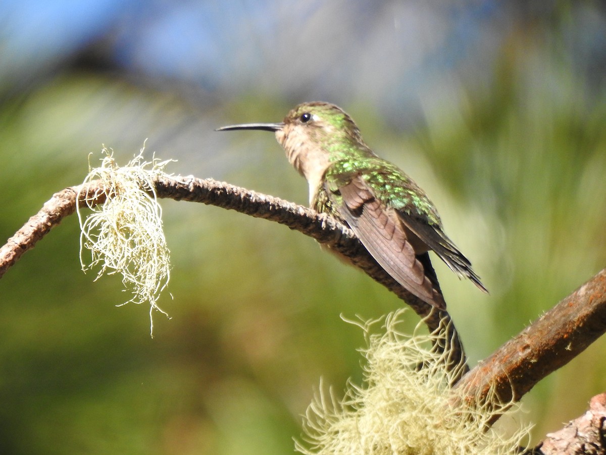 kolibřík haitský - ML616097211