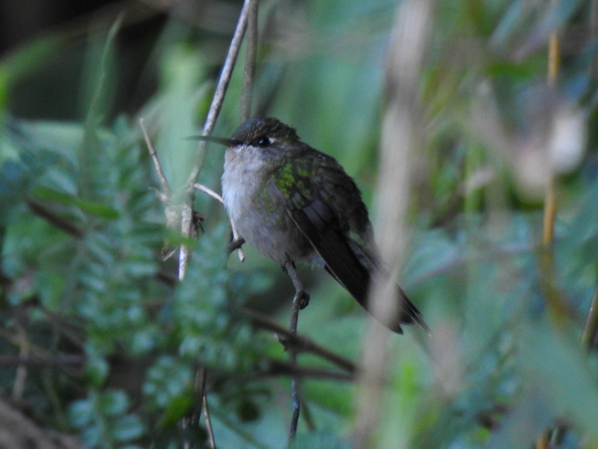 Hispaniolan Emerald - Heath Harlan