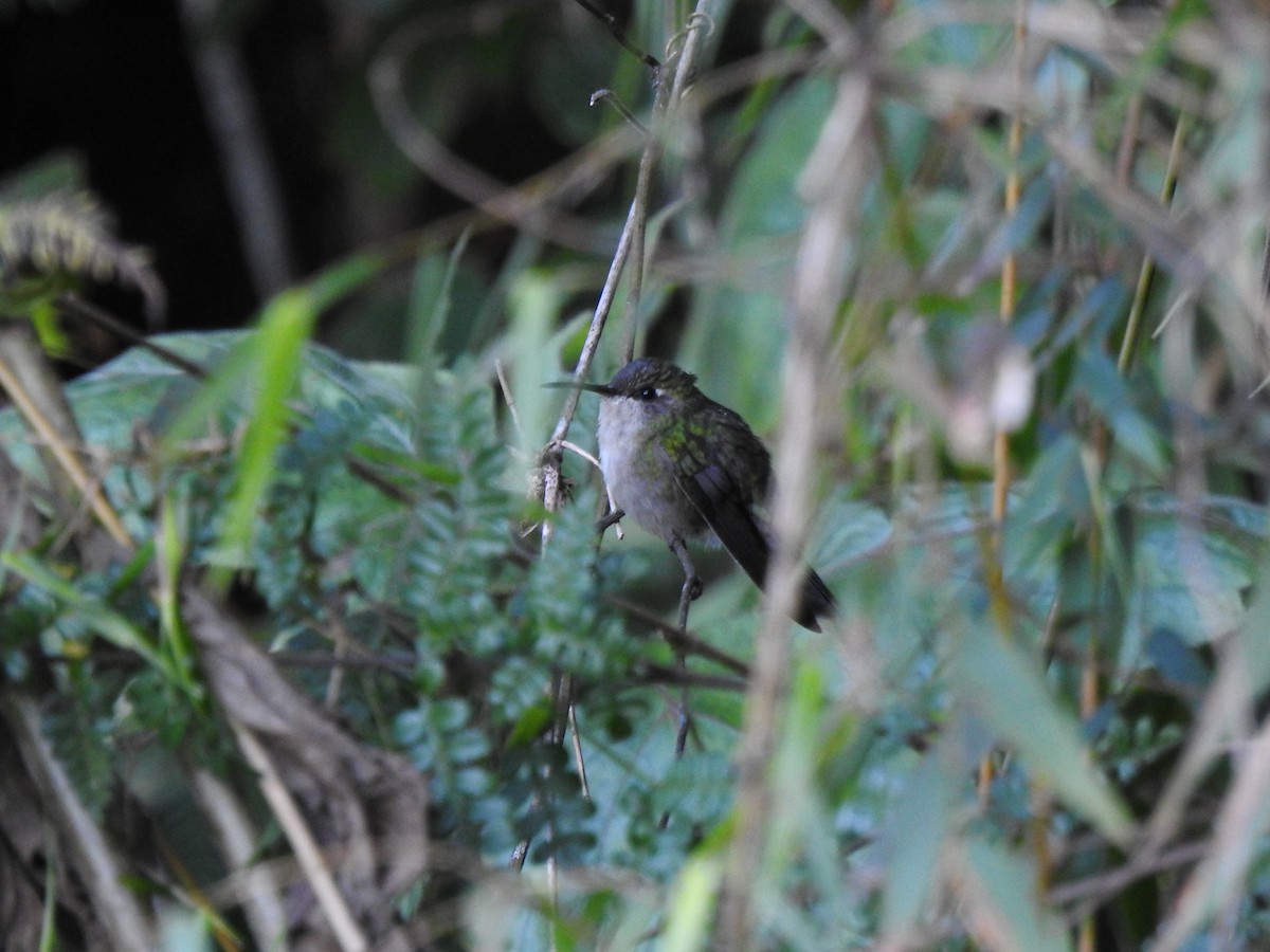kolibřík haitský - ML616097214