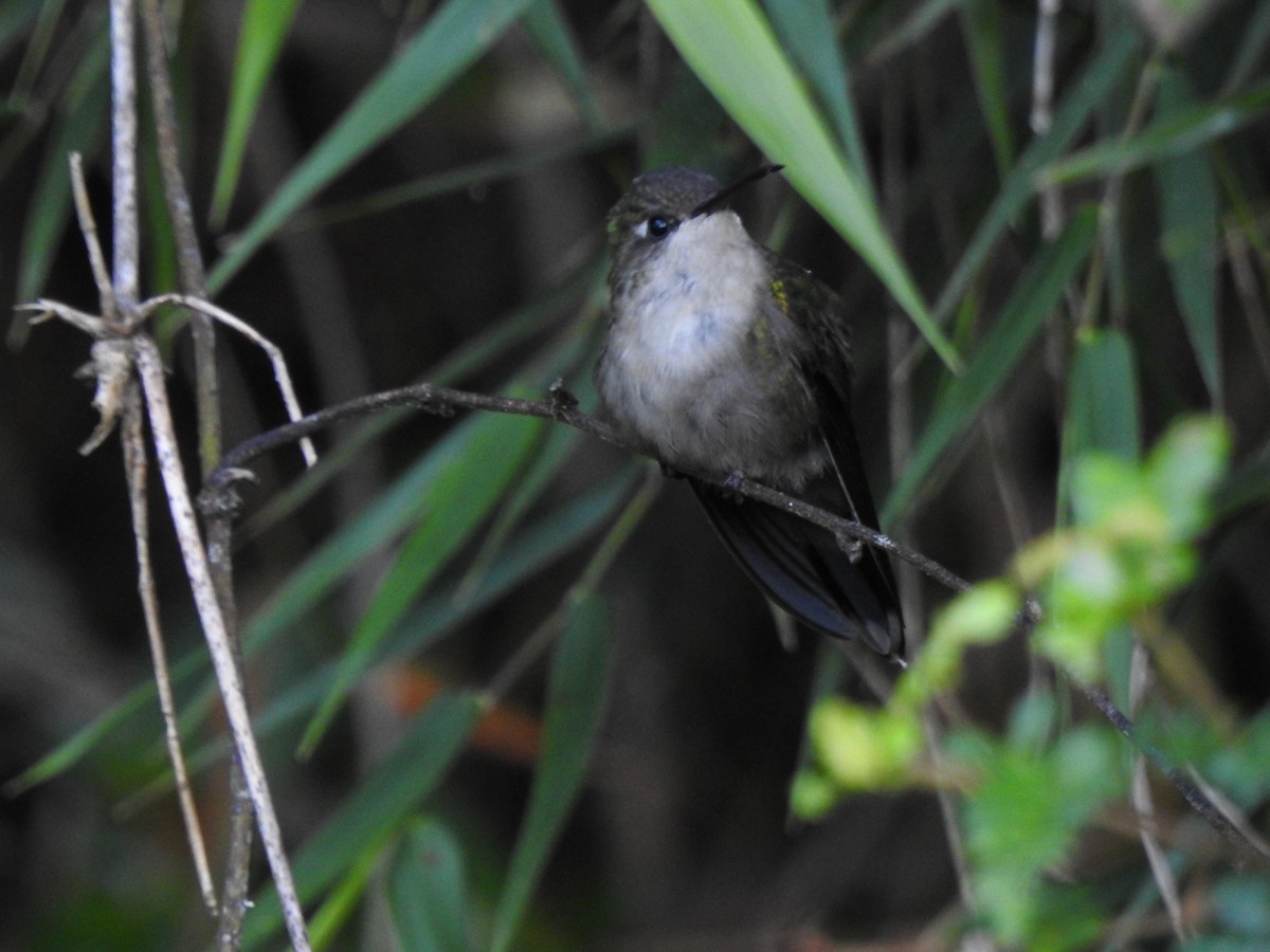kolibřík haitský - ML616097215