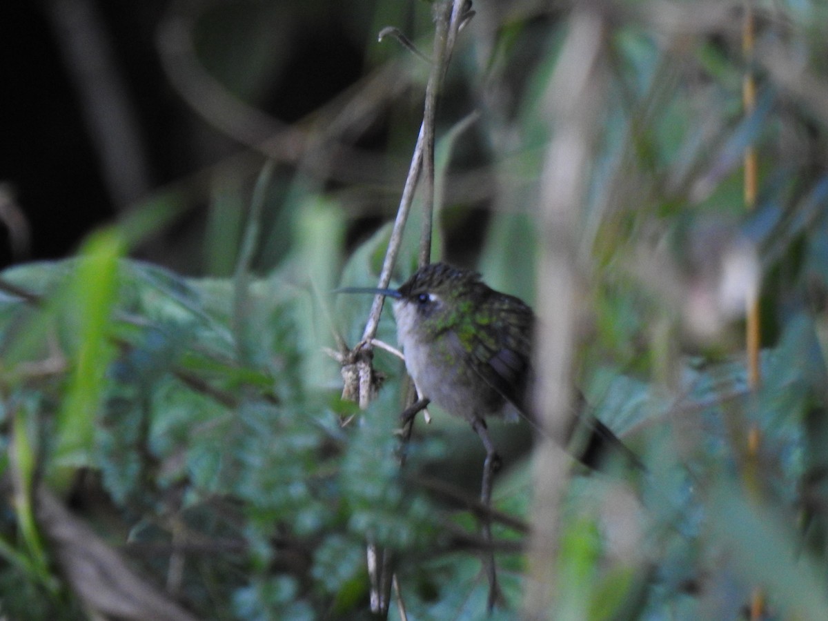 kolibřík haitský - ML616097216