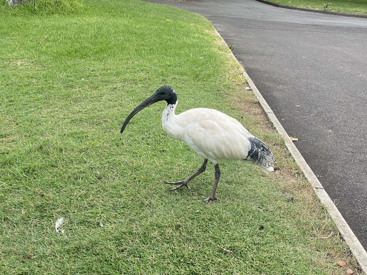 ibis australský - ML616097236