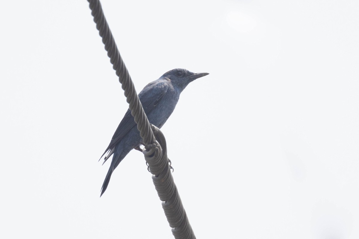 Blue Rock-Thrush - ML616097269