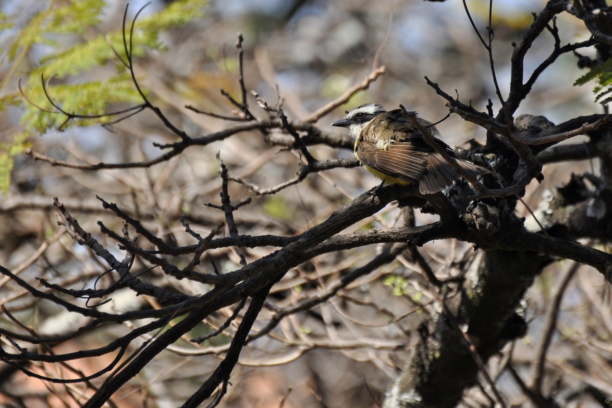 Three-striped Flycatcher - ML616097404