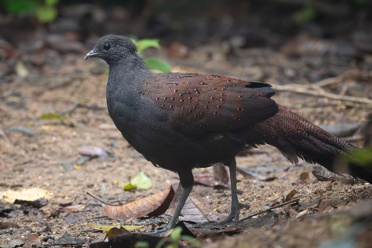 Mountain Peacock-Pheasant - ML616097445