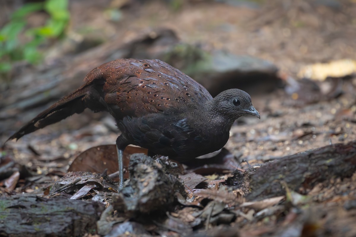 Mountain Peacock-Pheasant - ML616097446