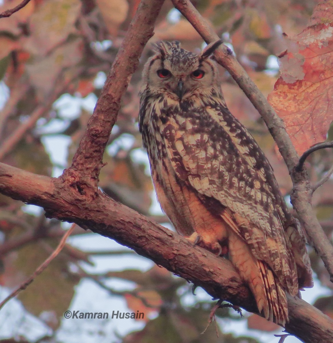 Rock Eagle-Owl - ML616097524