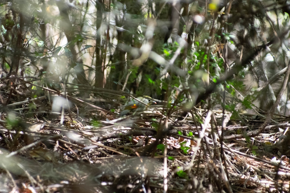 Red-billed Leiothrix - ML616097527