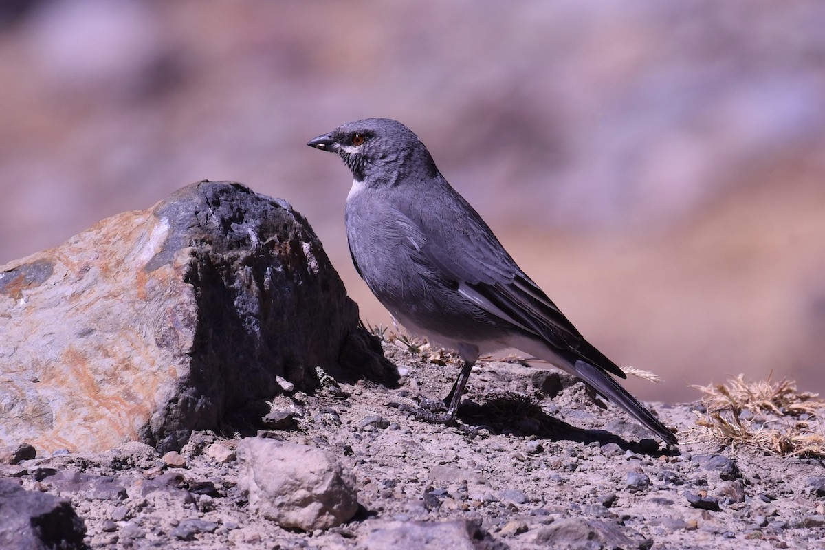 Glacier Finch - Christian Engel