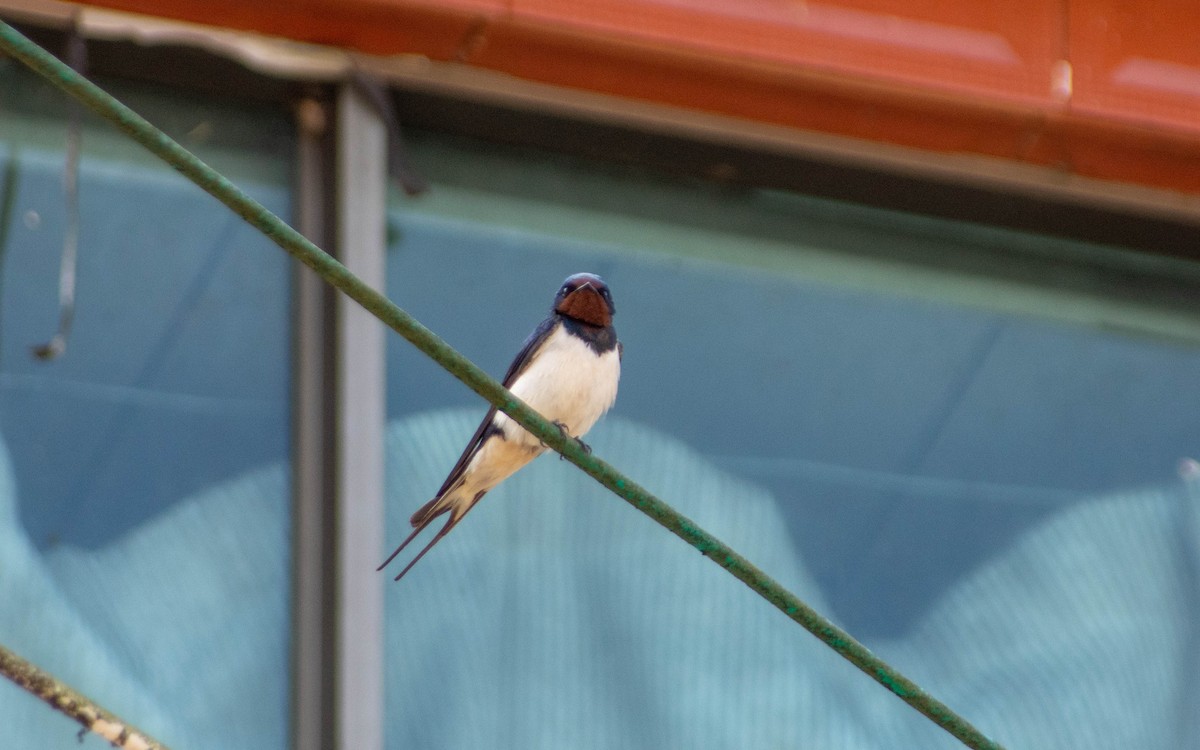 Barn Swallow - ML616097554