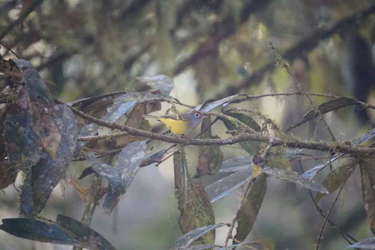 Chestnut-crowned Warbler - ML616097567