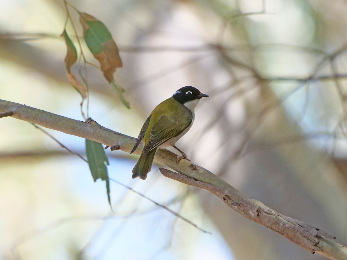 Gilbert's Honeyeater - Gerald Allen