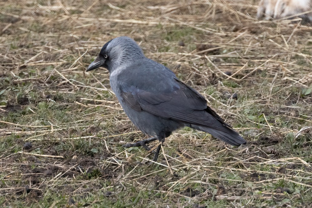 Eurasian Jackdaw - Tristan ap Rheinallt