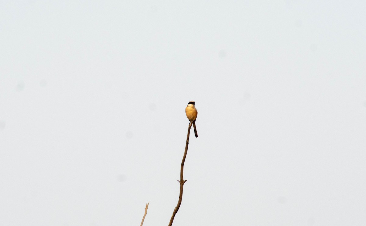 Long-tailed Shrike - ML616097610