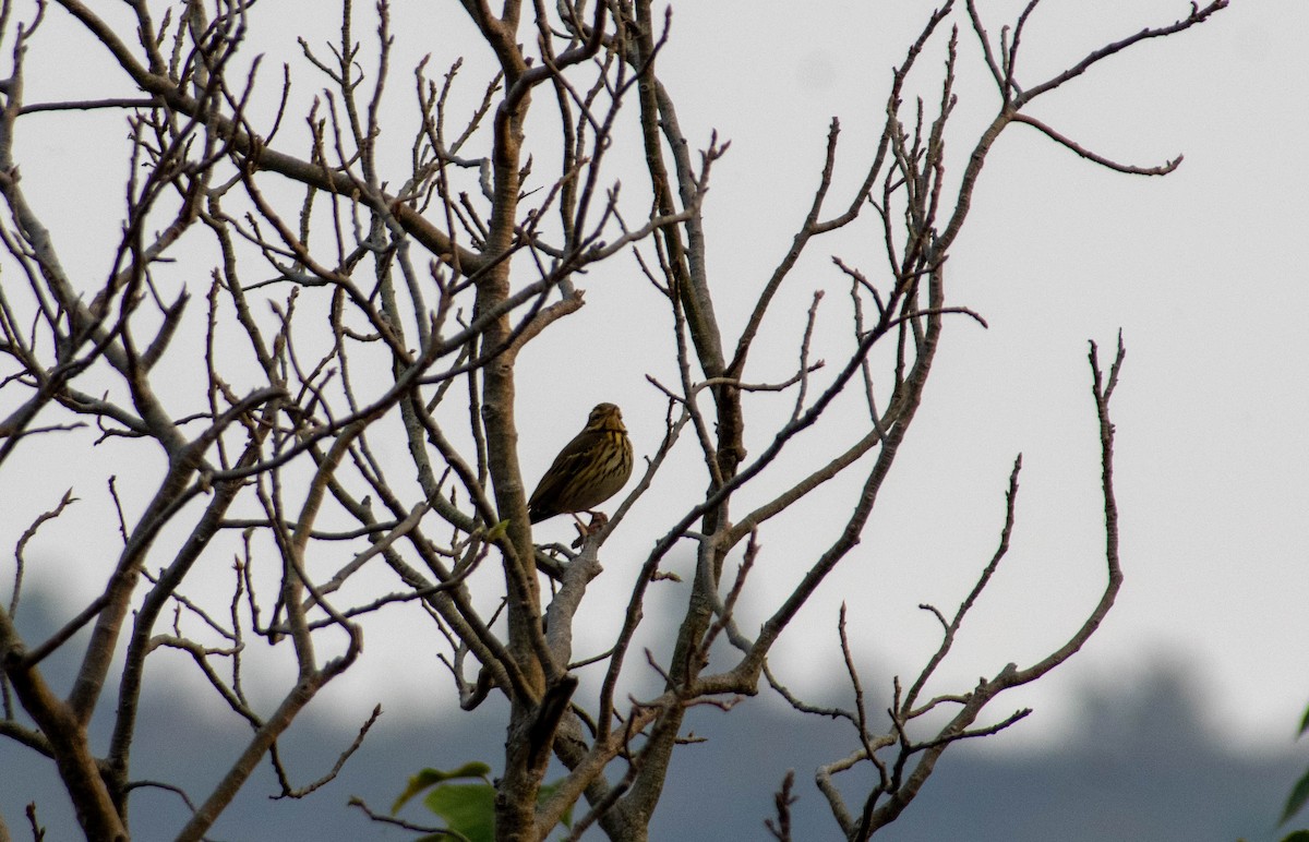 Olive-backed Pipit - ML616097623