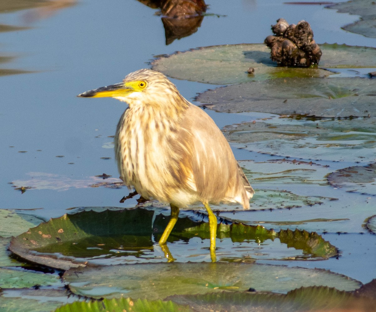 Chinese Pond-Heron - ML616097627