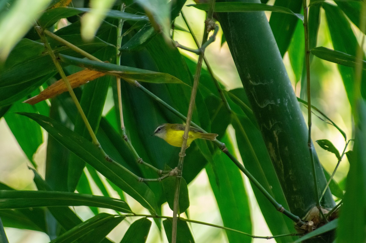 Yellow-bellied Warbler - ML616097643