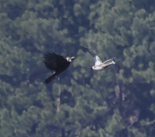 Bald Eagle - ML616097666