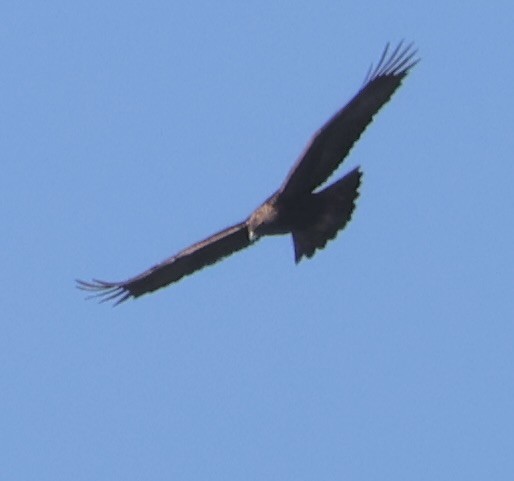 Bald Eagle - ML616097673