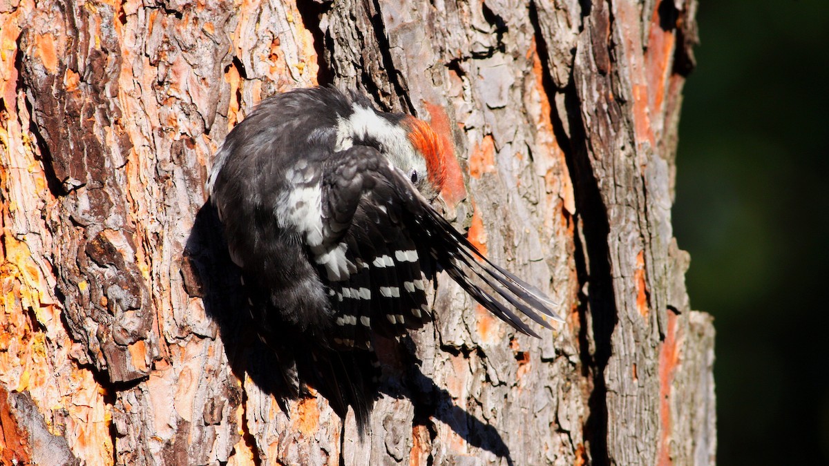 Middle Spotted Woodpecker - ML616097680