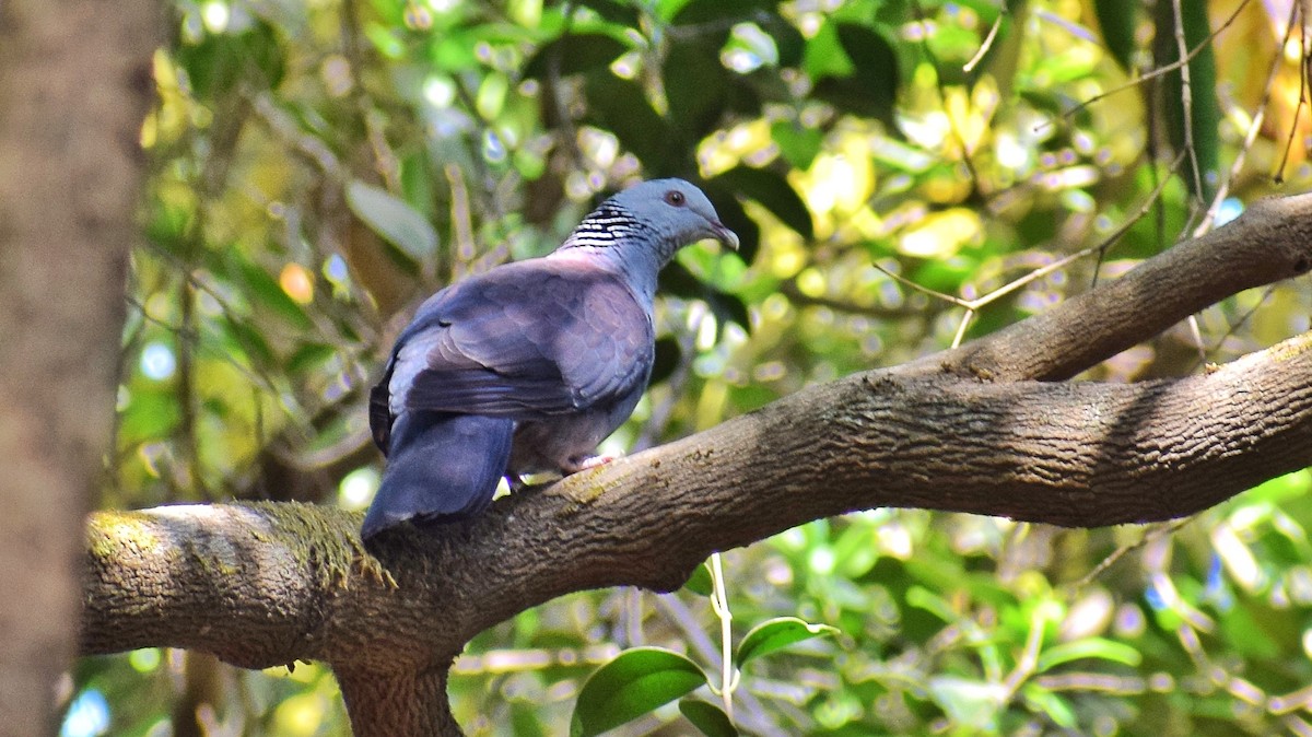 Nilgiri Wood-Pigeon - ML616097714