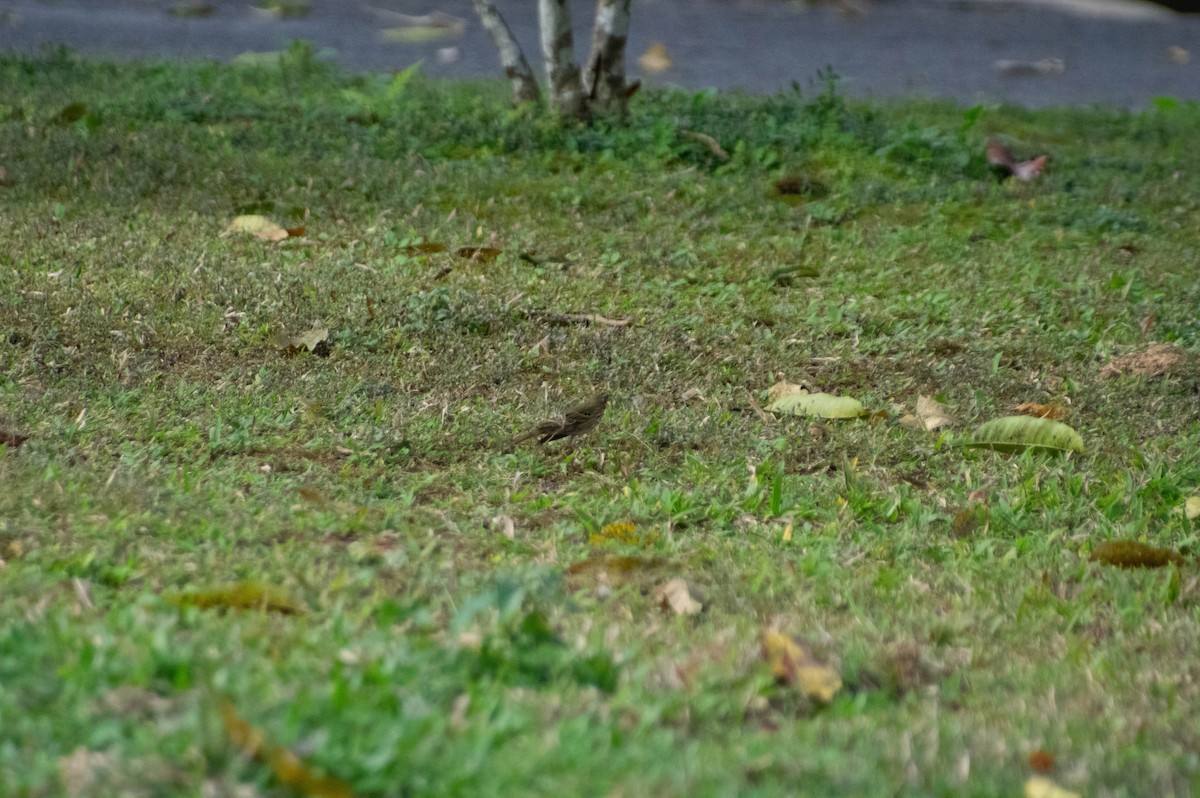 Olive-backed Pipit - ML616097723