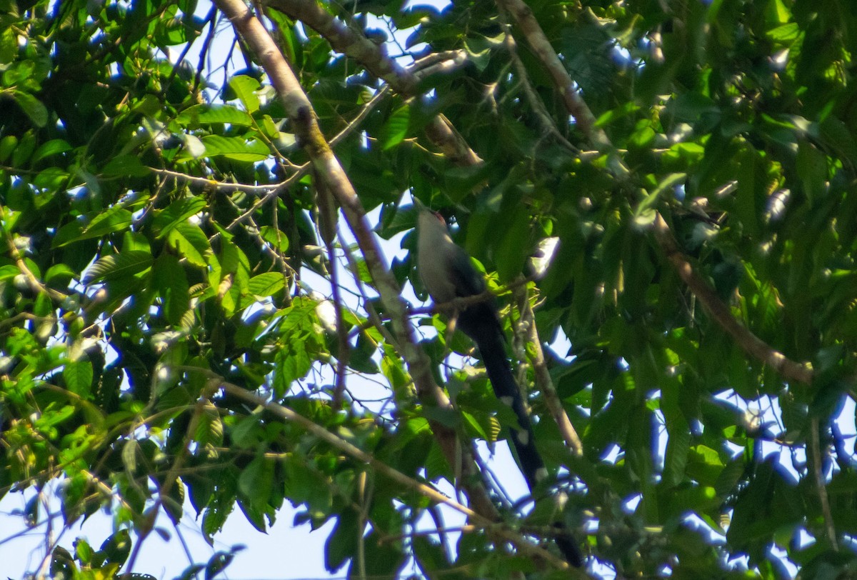 Green-billed Malkoha - ML616097726