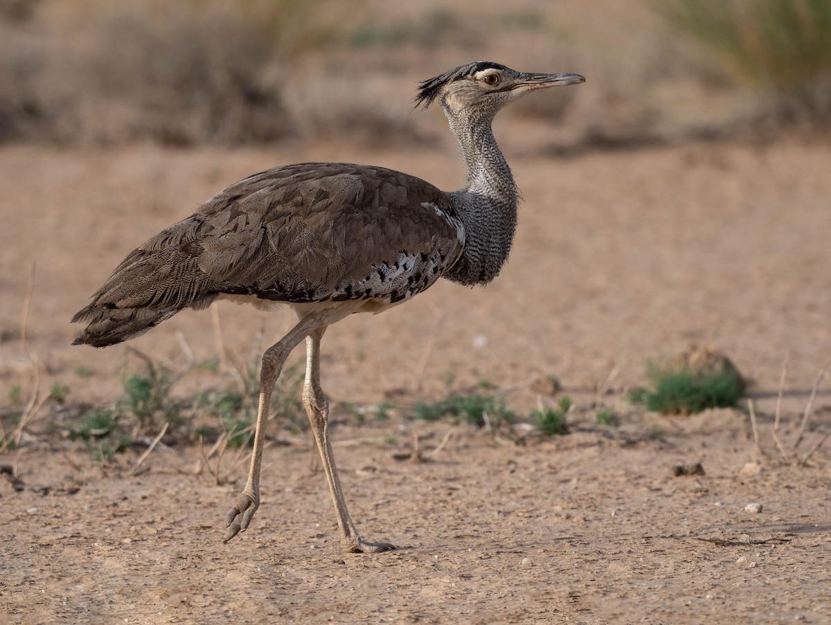 Kori Bustard - Terence Alexander