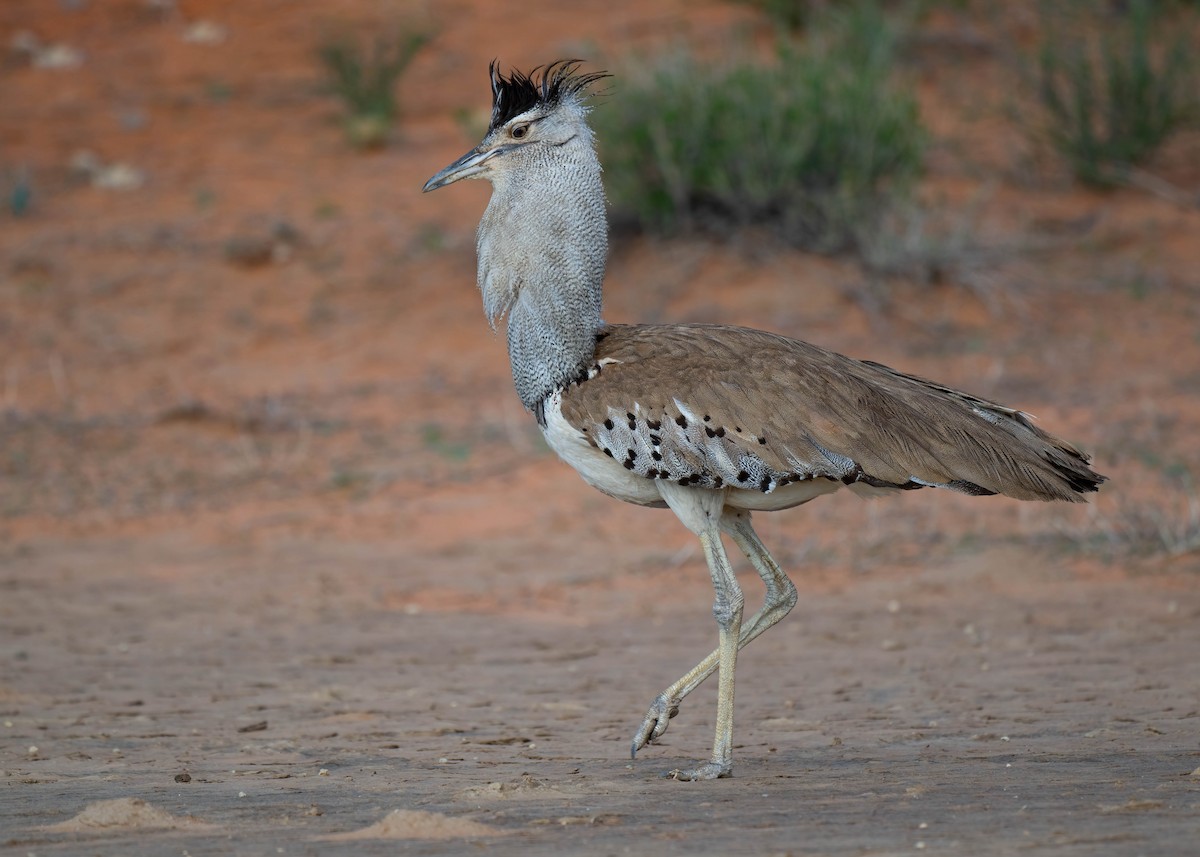 Kori Bustard - Terence Alexander